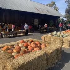 Harvest Fun: Exploring the Great Pumpkin Patch Adventure