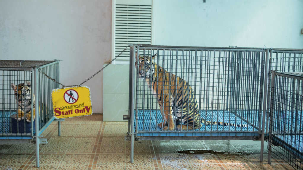 At a tiger zoo in Thailand, cubs are kept in small cages and taken out for photo ops. Captive tigers are speed bred-cubs taken from their mothers at birth-to ensure that there are always baby cats for visitors to cuddle.