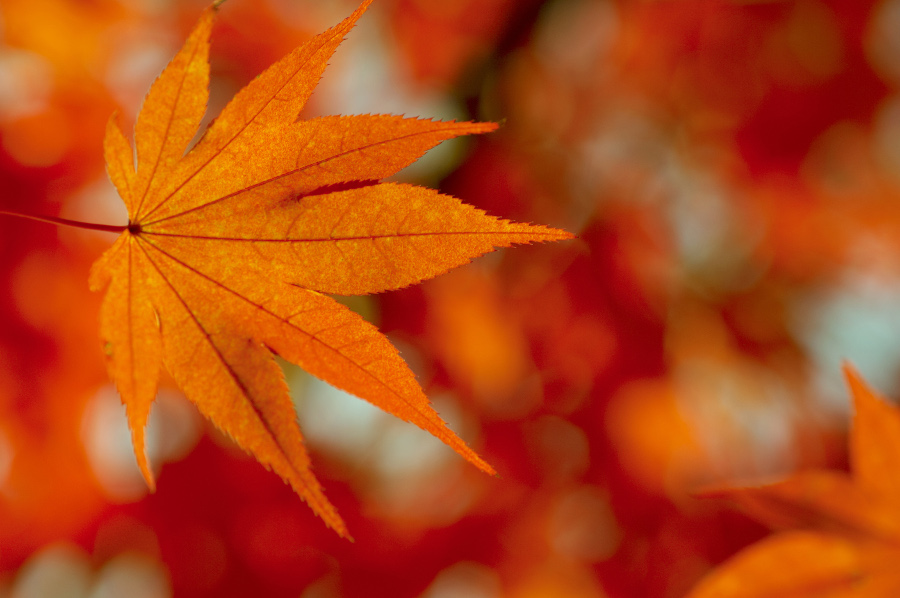 Why Fall is the Best Season: Cozy Weather, Fun Activities, and Holidays