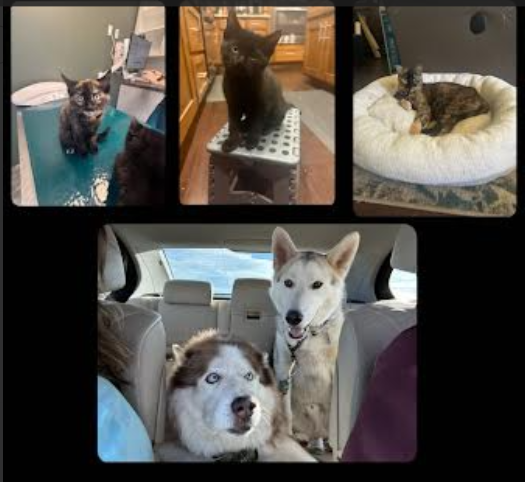 Panther pets