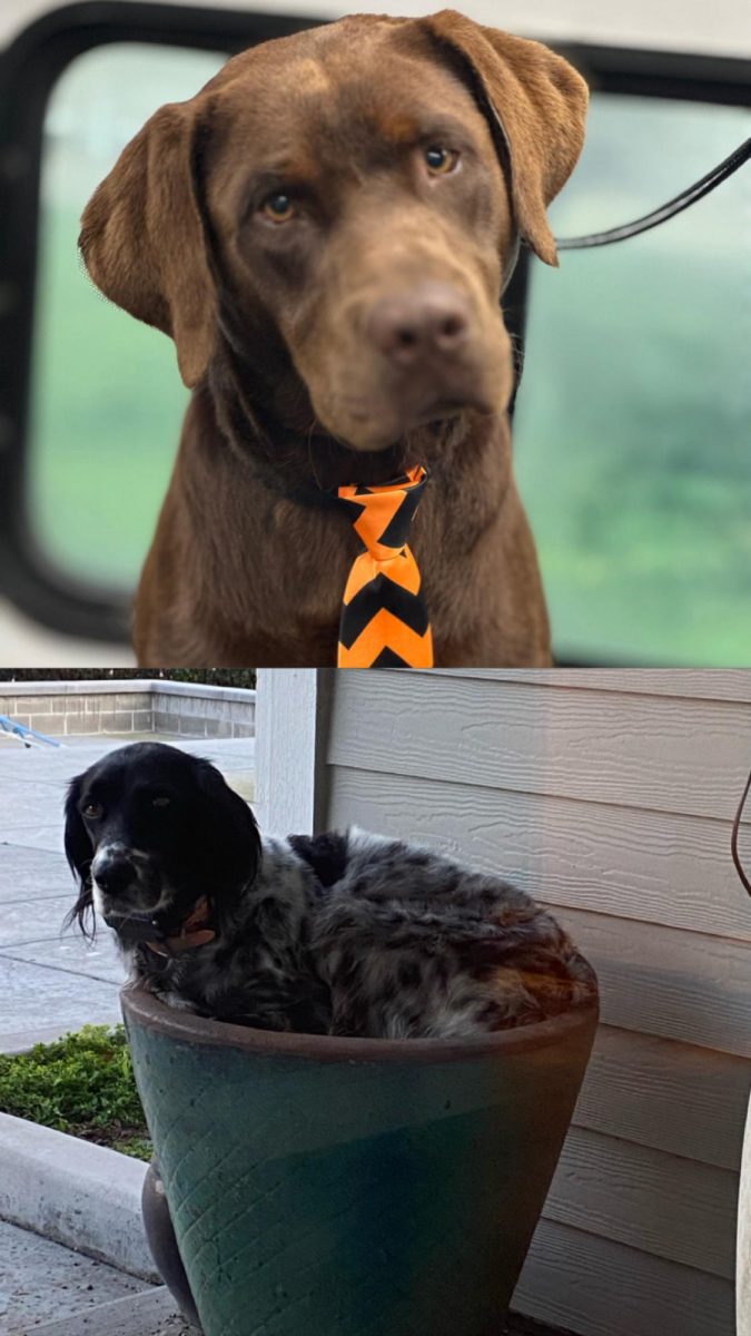 Panther pets : Isabel Crawford