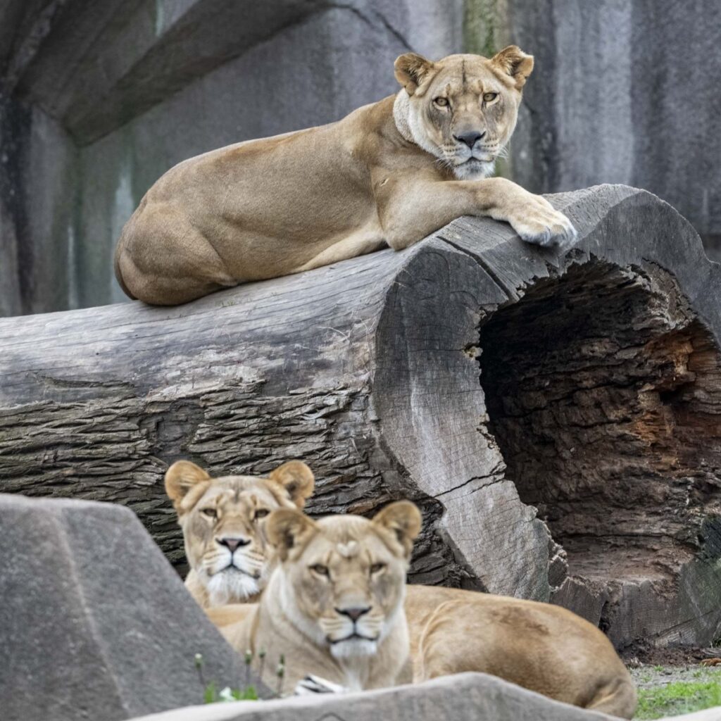 To Keep or Not to Keep: Why Zoos Inspire Both Hope and Controversy
