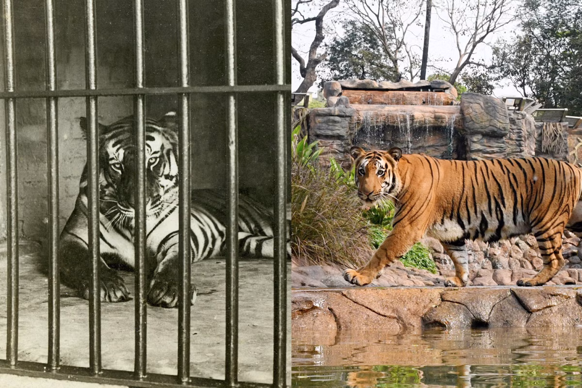 Zoos: Guardians of Conservation or Prisons for Wildlife?