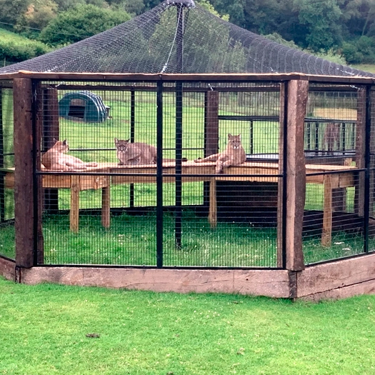 Zoos Educate Us—But At What Cost to Wildlife?